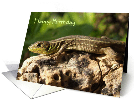 Lizard Birthday card (927348)