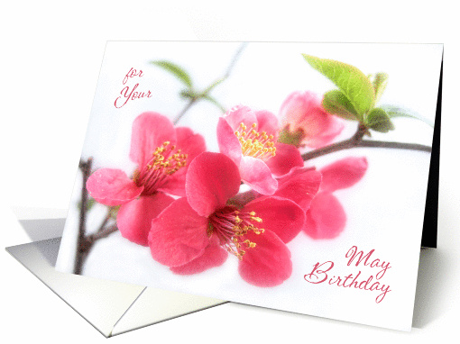 Beautiful Deep Pink Japonica Blossoms for May Birthday card (1038979)