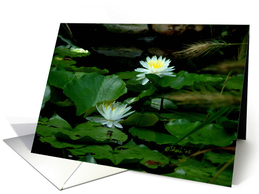 White Water Lilies - Blank Card - Any Occasion card (193343)