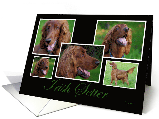 Irish Setter Collage Birthday card (471218)