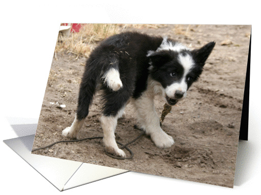 border collie puppy with grin on face card (206877)
