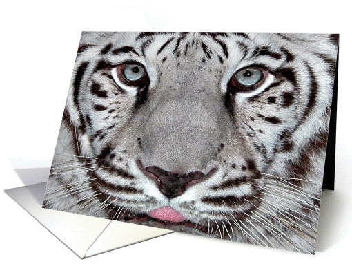 White Tiger, Birthday card (175000)