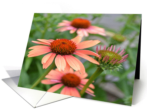 Echinacea Flowers Birthday card (841120)
