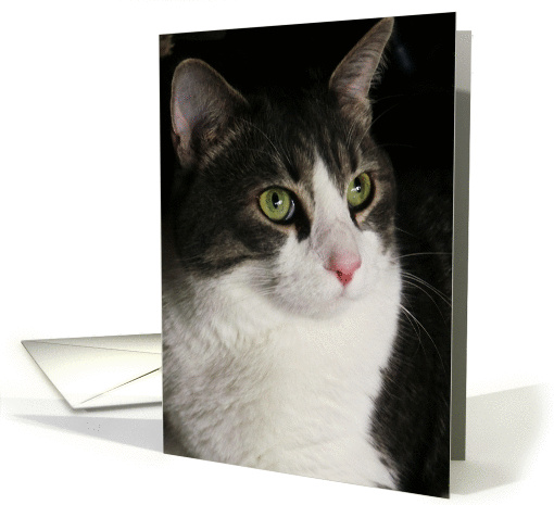 Birthday, green eyed cat. card (256679)