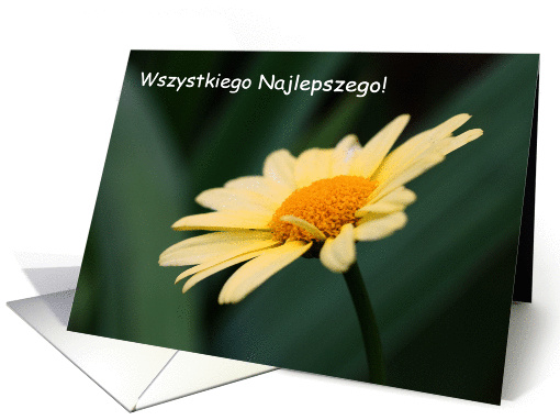 Polish Birthday Daisy FLower card (300557)