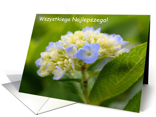 Polish Birthday Greeting Card Baby Hydrangea Flower Photo card