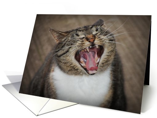 Cat Ha Ha Ha Humor Birthday card (647410)