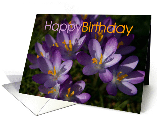 Purple Crocuses card (363298)