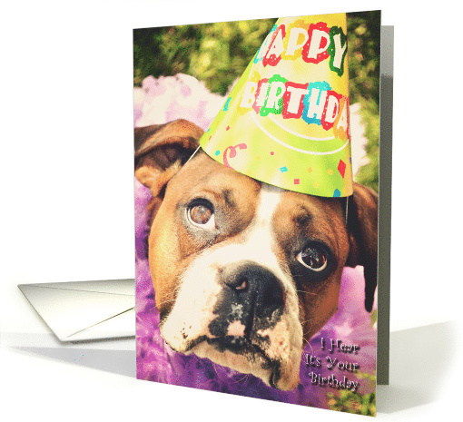 Boxer Birthday Cake, dog in party hat card (620896)