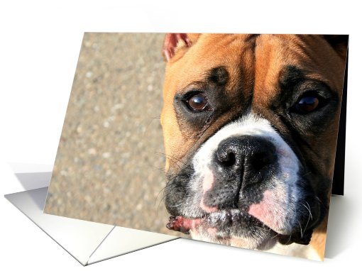 Happy Birthday Boxer Dog card (519106)
