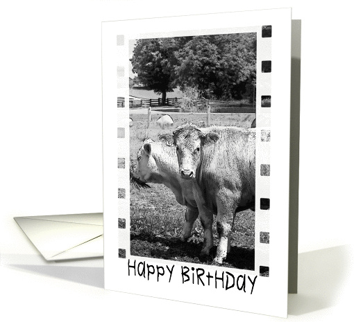 Happy Birthday (Cows) - Friend card (334194)