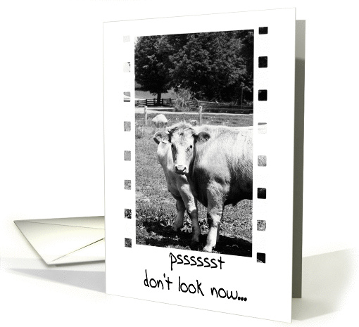 Happy Birthday (Cows) - Friend card (336461)
