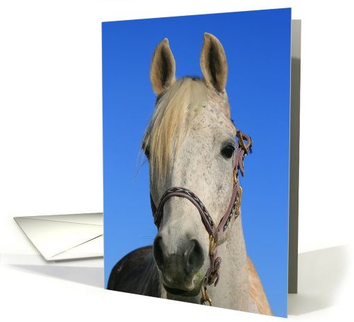 Happy Birthday White Horse card (489076)