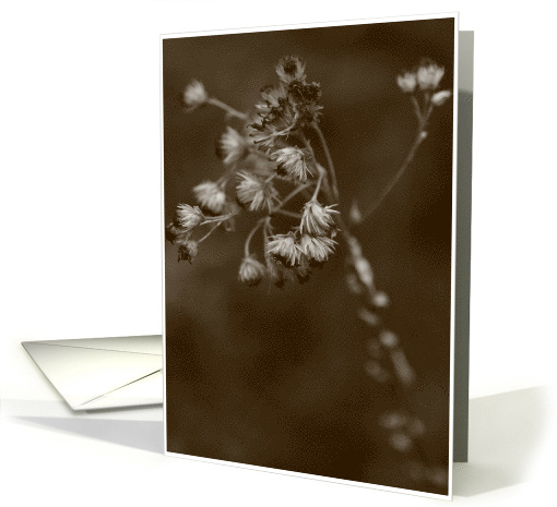 Sympathy Card with Sepia Photo of Blossom card (369555)