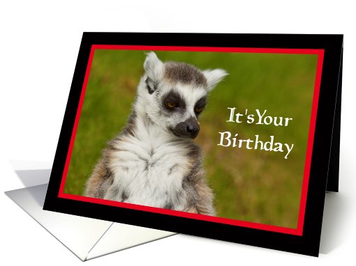 Lemur Birthday card (537845)
