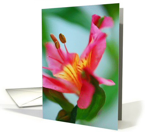 Pink Lily card (395414)