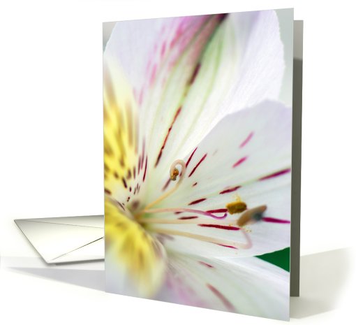 Happy Mother's Day card (412703)