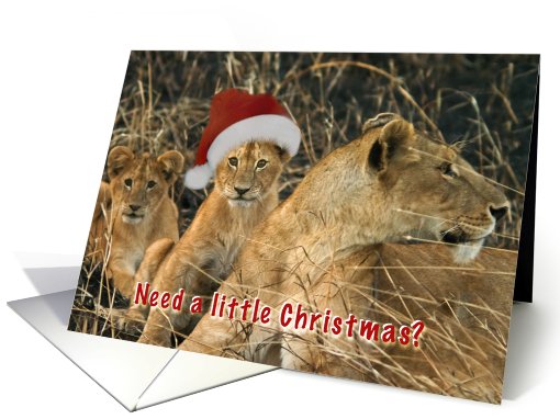 Lion in wait for Santa card (526377)