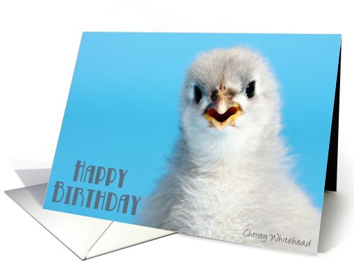 Happy Birthday, from group (Talkative grey Cochin) card (418948)