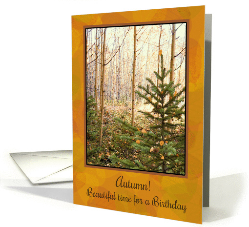 Happy Autumn Birthday To A Special Person, Aspens and Pine Tree card