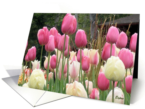 Tulips card (468371)