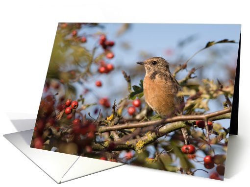 Cute Bird Birthday Wishes card (515817)