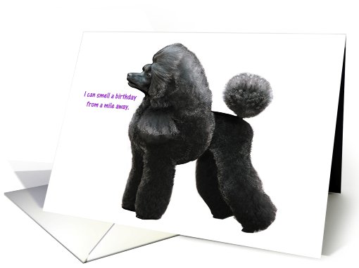 Dog - Poodle - Happy Birthday card (553421)