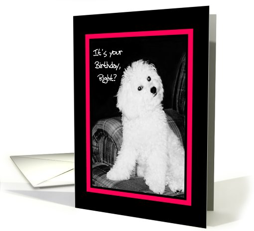 It's your Birthday, right? - dog with questioning look card (606493)