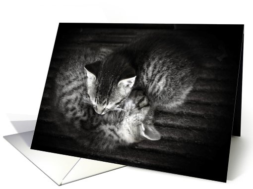 Sleeping Kittens - Anniversary card (684040)