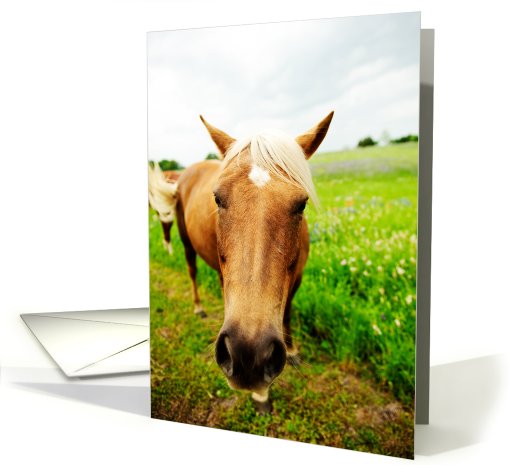 Cheer Up Horse Humor card (616025)