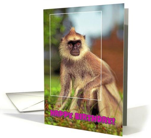 Monkey happy birthday card (623076)