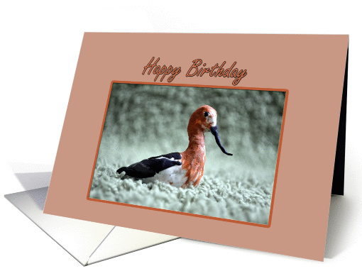 Avocet Birthday card (1068581)