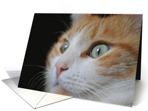 Purrfect Birthday - Cat card (664059)