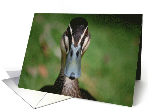 Happy Birthday - Duck card (664061)