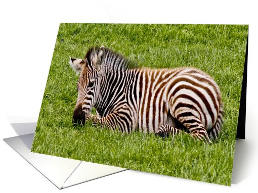birthday - baby zebra card (698827)