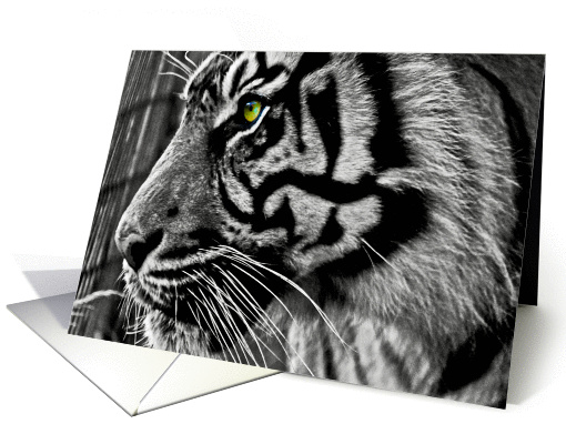 Birthday - Zoo Tiger - black & white card (698829)