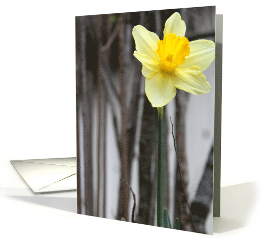Happy Birthday : Daffodil card (761357)