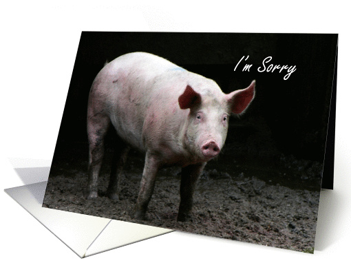 Humor sorry for getting drunk pig card (757460)