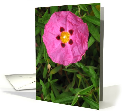 Beautiful Blooming Birthday Flower card (811493)