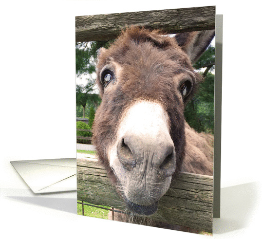 Birthday Humor Getting Older Donkey card (1397220)