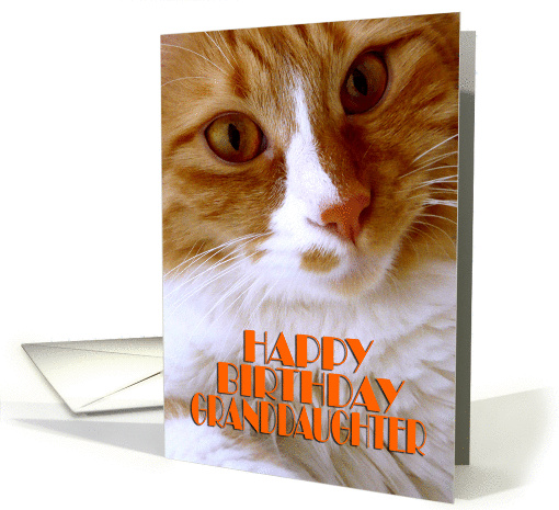 Happy Birthday Granddaughter - Sweet Cat card (888232)