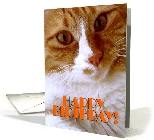 Happy Birthday - Sweet Cat card (888233)