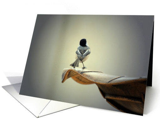 All the World is a Stage for this little Black capped Chickadee card
