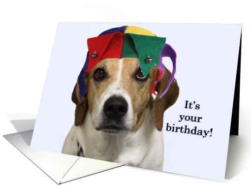 Beagle with Jester Hat Birthday Card by Focus for a Cause card