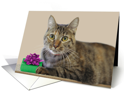 Cat with Birthday Gift card (1159348)