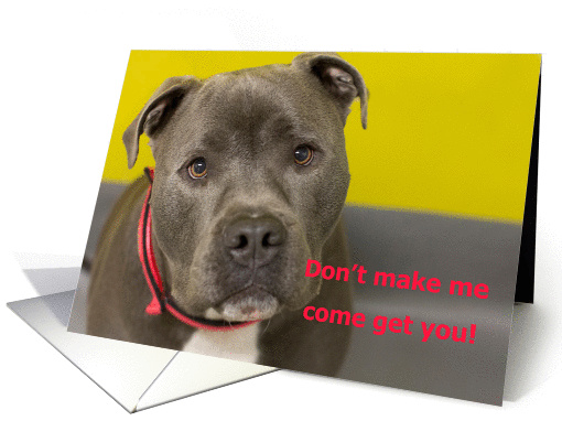 Pit Bull Birthday by Focus for a Cause. card (934392)