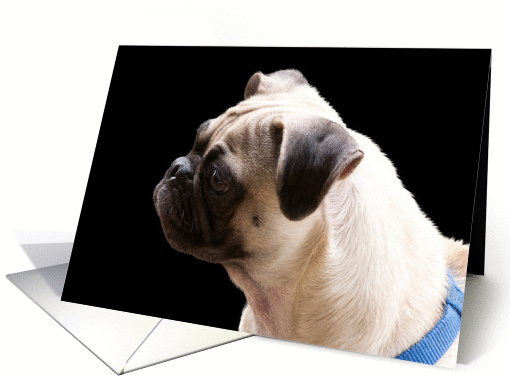 Focus for a Cause, Pug No one can make me wag my tail, Birthday card