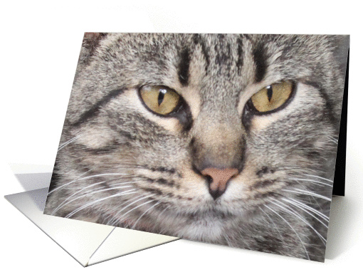Tabby Cat Blank Note Card, Focus for a Cause card (973749)