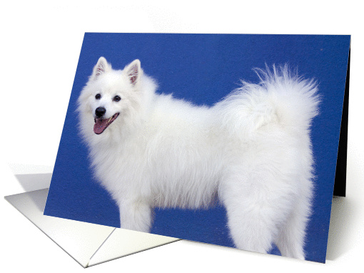 Samoyed Dog Birthday Card, Focus for a Cause card (984977)