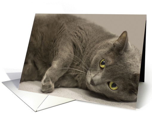 Russian Blue Cat Birthday Card, Focus for a Cause card (985165)